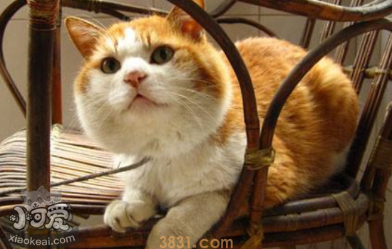 猫艾滋病是什么 猫艾滋会传染给人吗(图1)
