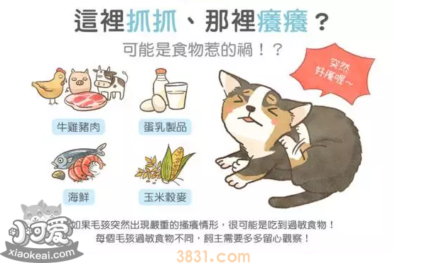 猫过敏症状 猫容易对什么食物过敏?(图1)