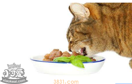 猫过敏症状 猫容易对什么食物过敏?(图2)