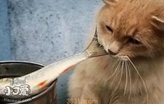 猫过敏症状 猫容易对什么食物过敏?(图3)