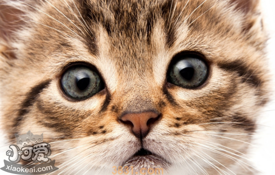 猫咪不拉屎是什么情况 猫咪不拉屎的解决办法你必须知道!(图1)