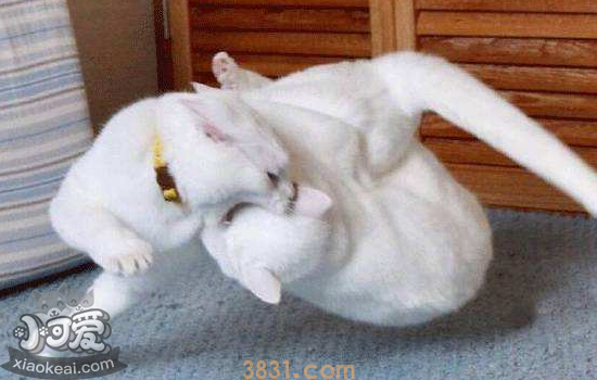 猫发情的小知识 棉签大法其实并不好(图2)