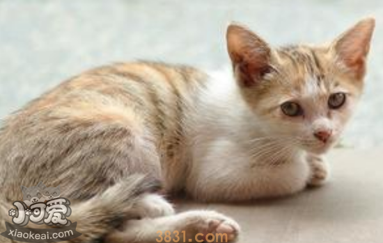 小猫掉毛怎么办 小猫掉毛其实跟情绪有关(图1)
