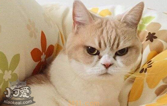猫发情持续多久 猫发情持续一周多算正常吗(图2)