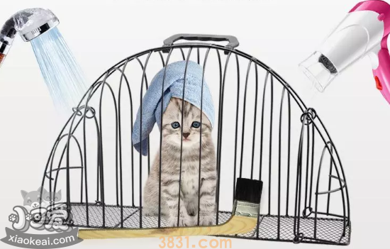 怎么给猫洗澡才安全 这篇文章教你让猫爱上洗澡(图1)