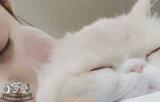 和猫相处要注意什么 一个合格的铲屎官必看(图2)