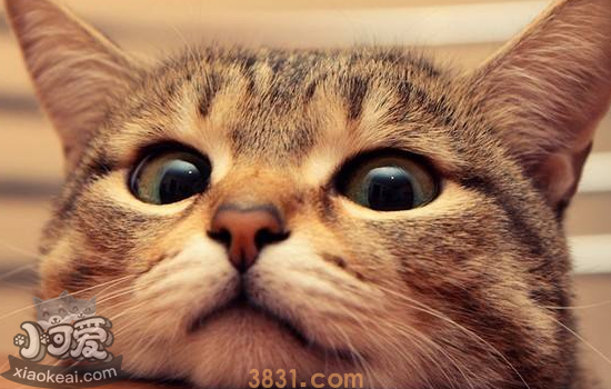 猫驱虫怎么做 猫感染寄生虫有什么症状(图1)
