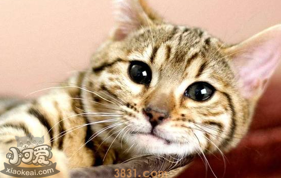 小猫需要打哪些疫苗 看这一篇就够了(图3)