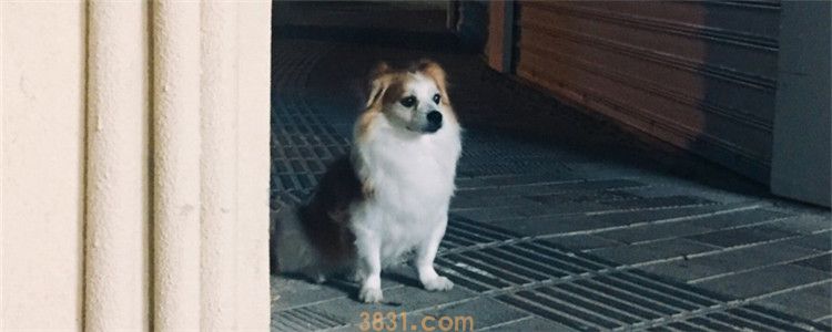 狗语言交流器是真的吗?这个问题可能只有狗最清楚(图1)