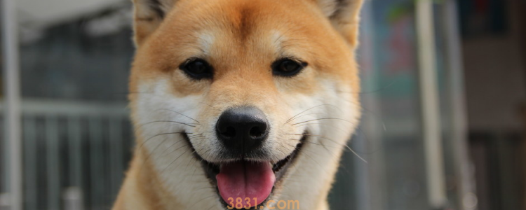 柴犬属于中型犬吗 根据数据标准就是中型犬呗(图1)