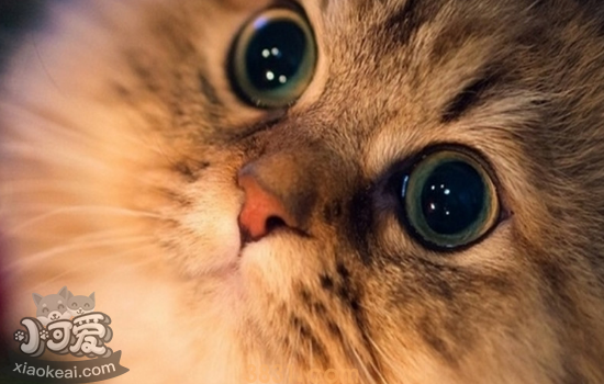 猫可以吃火腿肠吗 猫吃火腿肠有害处吗(图2)