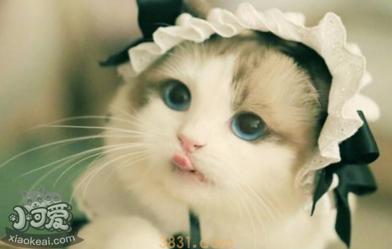 猫藓怎么治疗 猫藓治疗必须知道的重点知识!(图1)