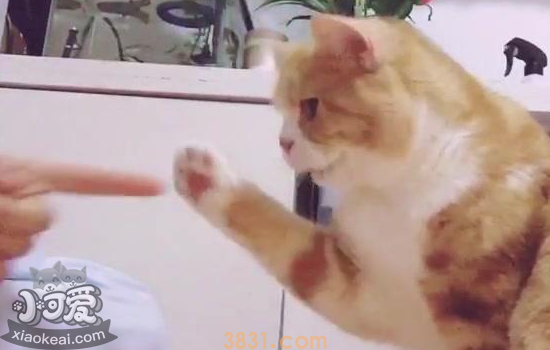怎么训练猫握手 选来这么简单!(图1)
