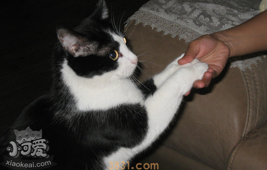 怎么训练猫握手 选来这么简单!(图2)