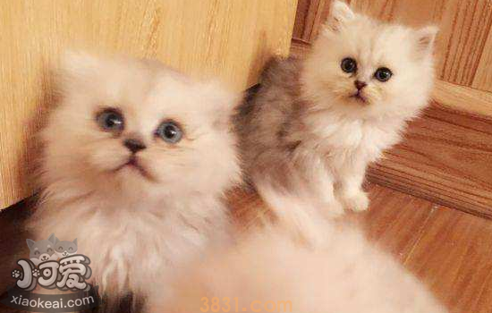 猫太调皮怎么办 猫太调皮了可以打吗?(图1)