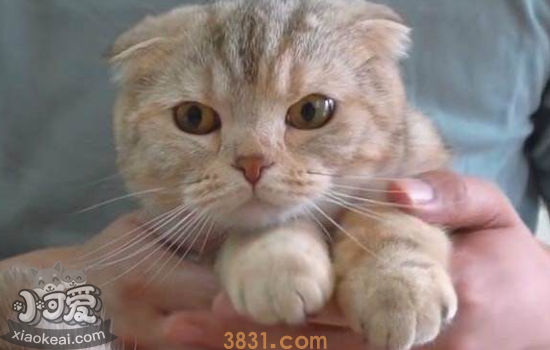 小猫可以剪指甲吗 多大小猫可以剪指甲(图1)