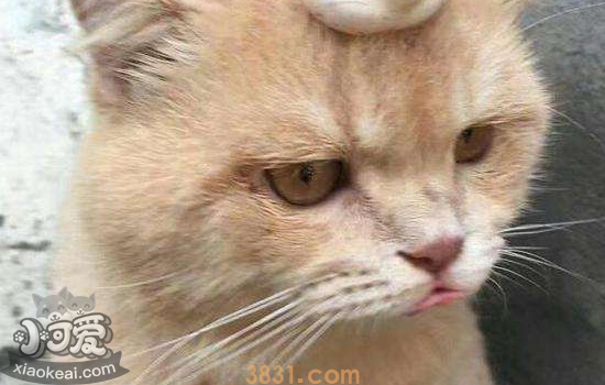 猫脾气暴躁怎么办 该如何解决(图2)