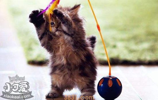 猫为什么要磨爪子 猫抓沙发怎么办(图1)