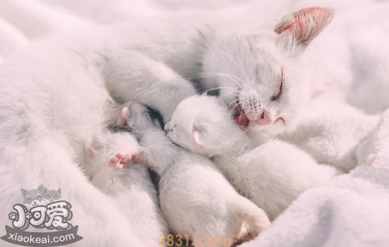 小奶猫断奶后喂养方法 科学护理需知(图1)
