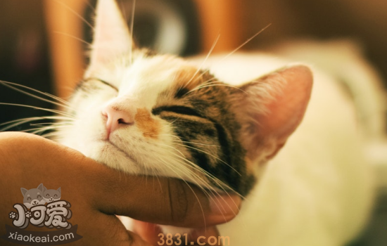 猫怀孕各个时期的症状 你家猫咪怀孕的症状有哪些呢(图2)