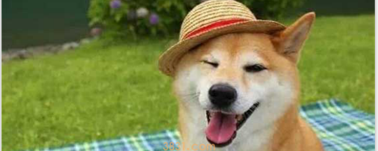 柴犬两个半月没得豆豆眉以后还会长吗 基因有很大的关系(图1)