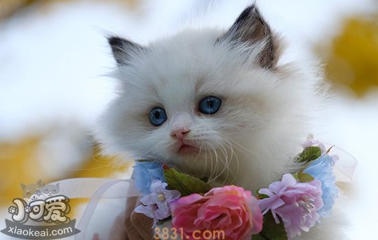 长毛猫夏天会热吗 速来领取夏日避暑指南(图1)