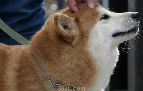 狗吃豆芽吗 中毒可不是小事哦!(图1)