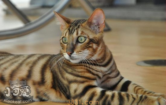 如何辨别玩具虎猫是否怀孕 玩具虎猫怀孕了你知道吗?(图1)