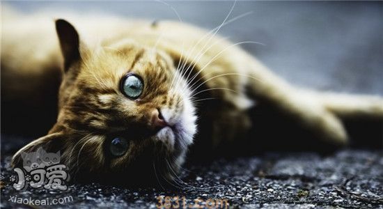 什么是耳螨 如何辨别猫咪是否得了耳螨(图1)