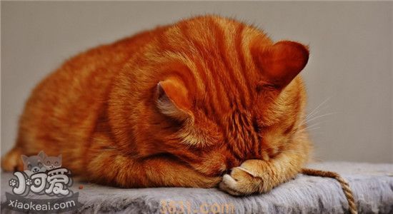 什么是耳螨 如何辨别猫咪是否得了耳螨(图2)