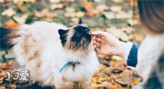 猫咪耳螨会传染给人吗 猫咪得了耳螨该如何治疗(图1)