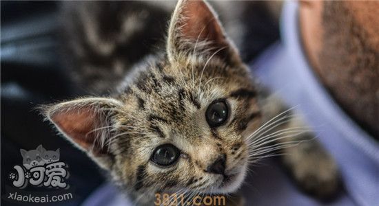猫咪耳螨会传染给人吗 猫咪得了耳螨该如何治疗(图2)
