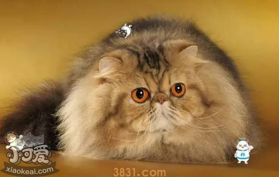 褴褛猫假孕是怎么回事 褴褛猫假孕的原因分析(图1)