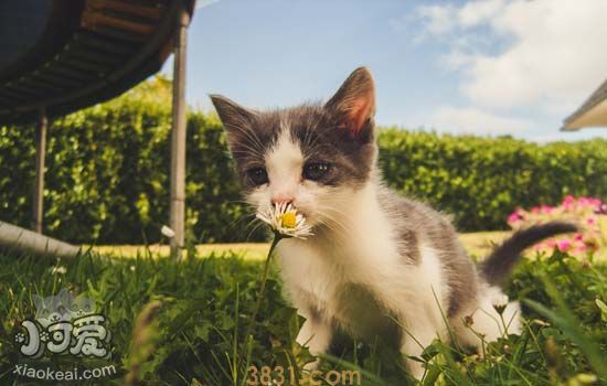 逗猫棒的制作方法 简单又实用(图2)