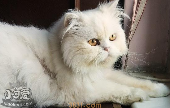 波斯猫怀孕多久可以生 要注意些什么(图1)