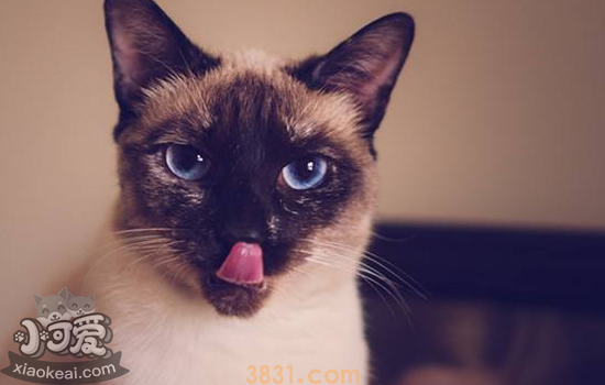 猫脂漏性皮炎症状是什么 该用什么药(图1)