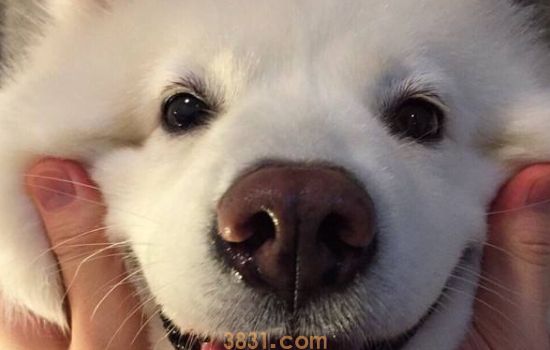 狗狗晕车的症状 狗狗晕车该如何缓解?(图2)