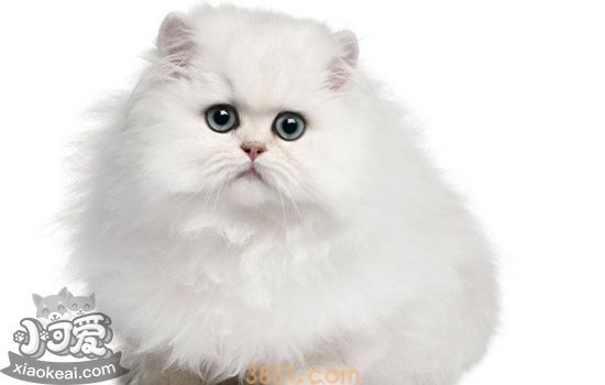 波斯猫绝育好吗 波斯猫什么时候绝育好(图1)
