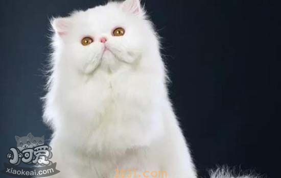 波斯猫绝育好吗 波斯猫什么时候绝育好(图2)