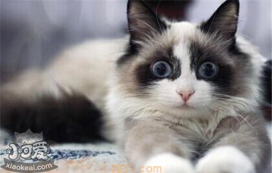 伯曼猫掉毛怎么办 伯曼猫掉毛该注意哪些事情(图1)