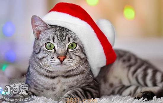 猫口臭怎么办 猫口臭的原因是什么(图1)