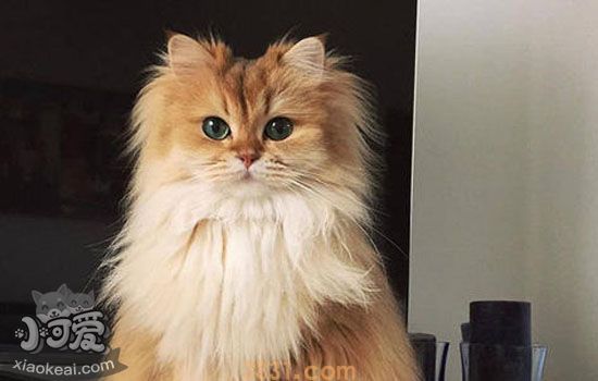 猫藓恢复期皮屑 猫藓怎样才是快康复(图1)