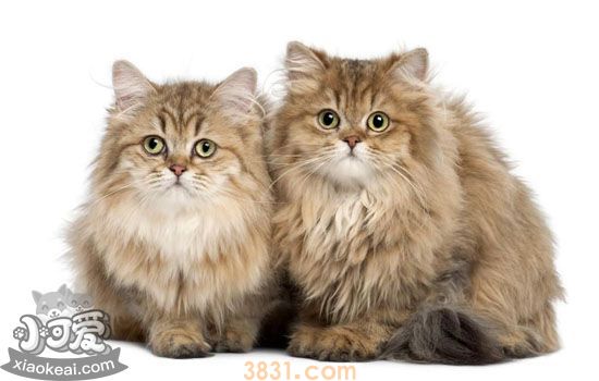 自制猫饭真的合适吗 猫的身体究竟适不适合自制猫饭(图1)