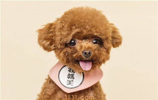 用什么代替宠物沐浴露 这三种总有一种适合你(图1)