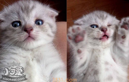 猫抑郁症的表现 猫抑郁症的治疗方法(图1)