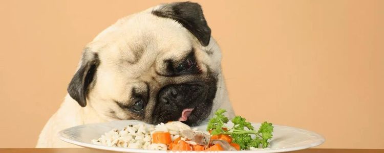 bulldog是什么狗 是斗牛犬的统称吗?(图1)