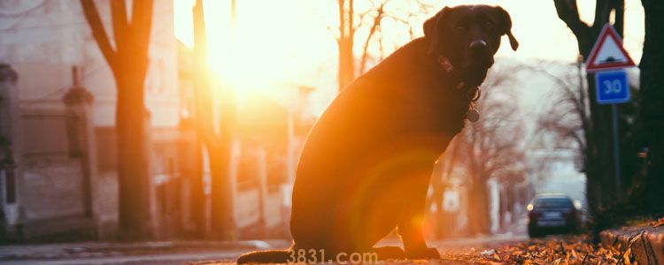 买狗血统重要吗 血统狗到底指什么?(图1)