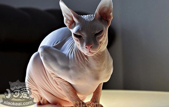 自制猫饭的误区 猫饭的制作不是纸上谈兵(图1)
