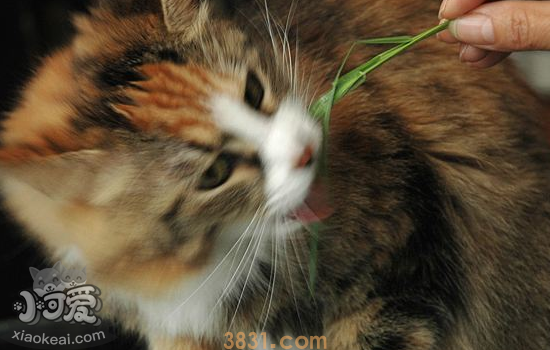 如何避免家里的猫破坏植物(图1)