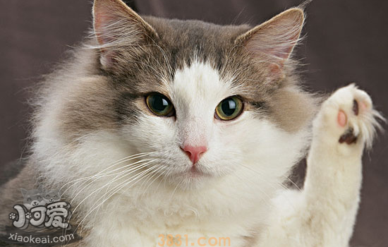 挪威森林猫初次交配要注意什么 猫首次交配的知识你都懂吗(图2)